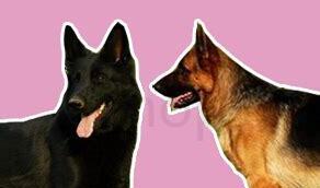 东德犬怎么养才能养活 东德犬怎么养才能养活