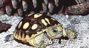 什么是德州地鼠龟,带你了解德州地鼠龟的习性特征与喂养等