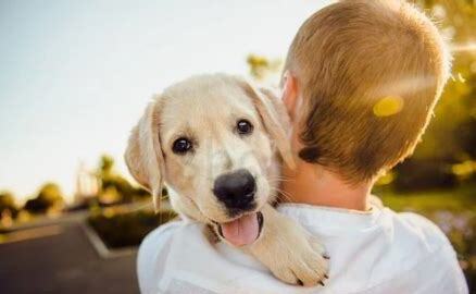 拉布拉多幼犬怎么养 拉布拉多幼犬怎么养