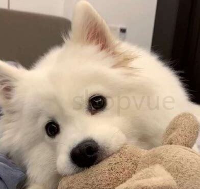 白色的贵宾是什么样子的