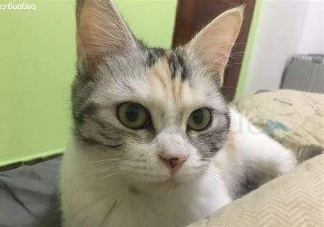 两个月美短怎么养