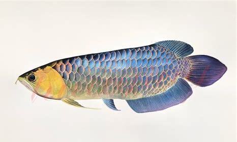 蓝底金龙鱼怎么养