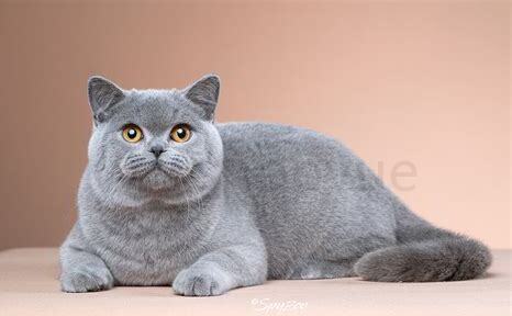 英短折耳猫怎么养