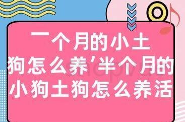半个月的狗怎么养好