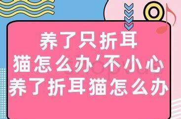 养不了猫怎么办