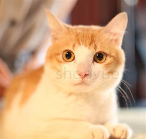 小猫一个多月怎么养好