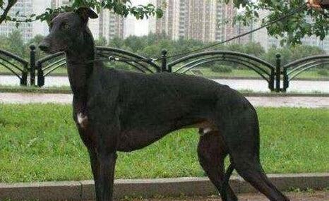 提灵犬 怎么养