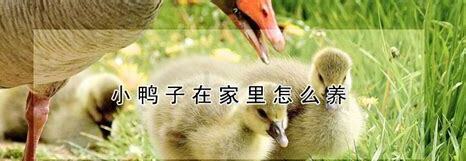 家里怎么养小鱼