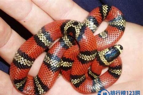 什么是路易斯安那奶蛇,带你了解路易斯安那奶蛇的习性特征与喂养等 什么是路易斯安那奶蛇,带你了解路易斯安那奶蛇的习性特征与喂养等