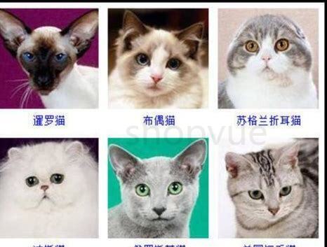 怎么养一只小猫