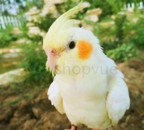 怎么样养鹦鹉才能让它听主人指挥