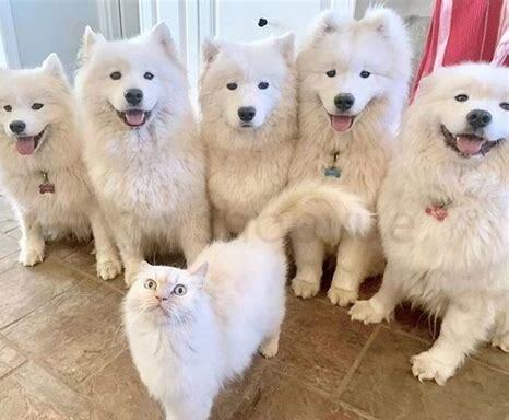 怎么养好一只萨摩