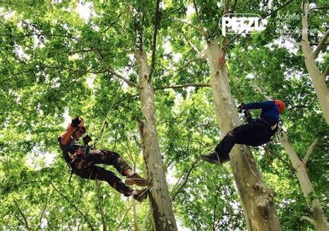 什么是攀树彩蛙,带你了解攀树彩蛙的习性特征与喂养等