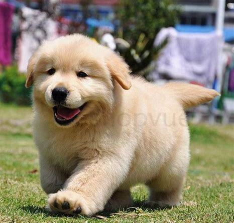 三个月幼犬怎么养比较好
