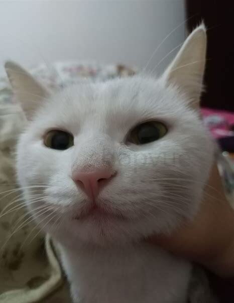 小猫养死了怎么办 小猫养死了怎么办