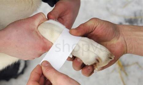 狗狗养不了怎么办