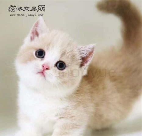怎么养一只小猫咪视频