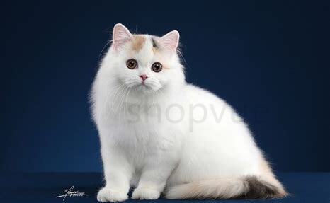 立耳猫怎么养才能长胖