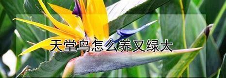 小幼鸟怎么养 小幼鸟怎么养