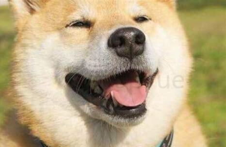 狗 禁养 怎么办