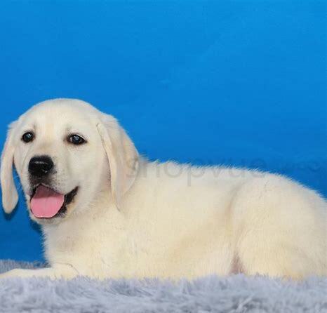 拉布拉多 幼犬 怎么养 拉布拉多 幼犬 怎么养