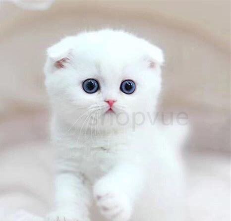 小猫一个多月怎么养