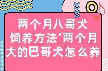 两个月的美短需要注意什么