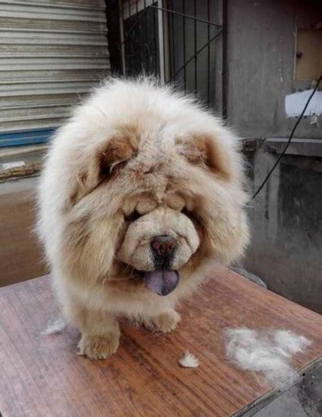 大松狮怎么养