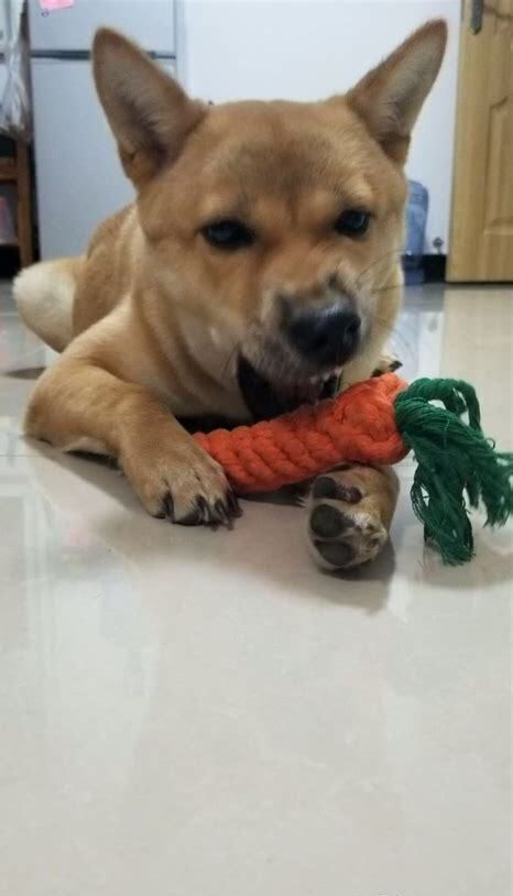 土猎怎么养