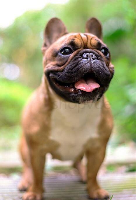 斗牛犬要怎么养才好