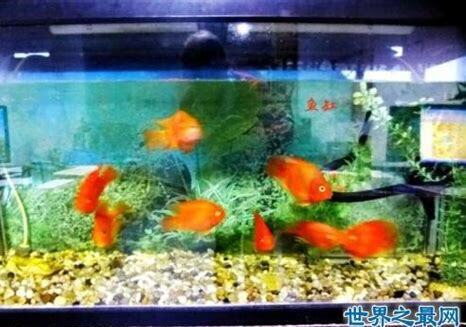 小鱼缸怎么养水