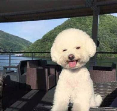 三个月的比熊怎么养 三个月的比熊怎么养