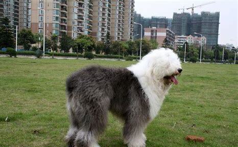 怎么养古牧犬视频