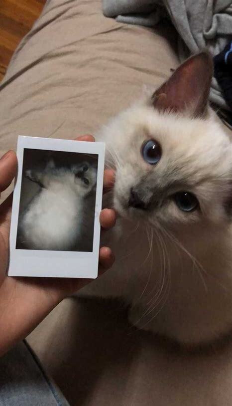 3个月小猫怎么养活