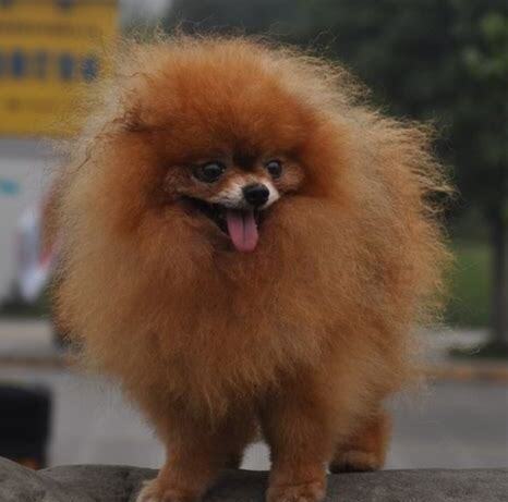 小狗怎么样养