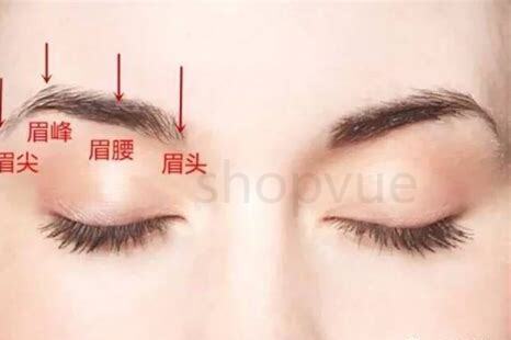 新抓画眉怎么养