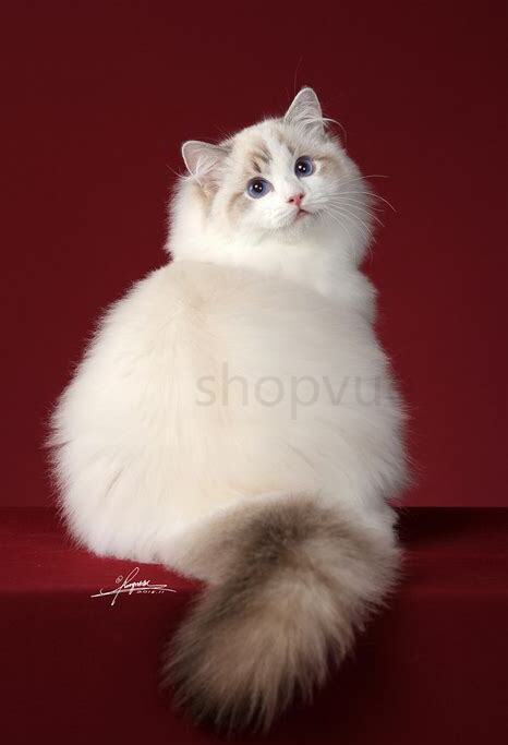 猫怎么养在家里招财