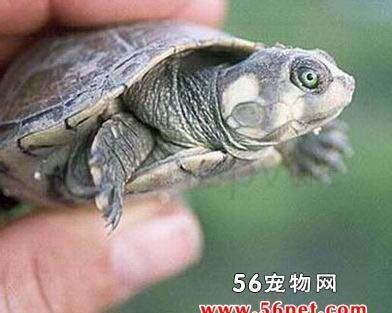 什么是草原侧颈龟,带你了解草原侧颈龟的习性特征与喂养等 什么是草原侧颈龟,带你了解草原侧颈龟的习性特征与喂养等