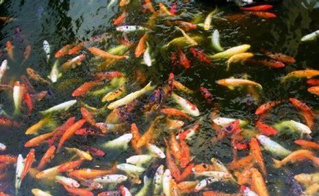水池怎么养锦鲤