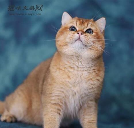 金猫能养吗