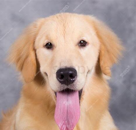 成犬金毛怎么养