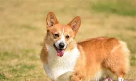 杂交犬怎么养