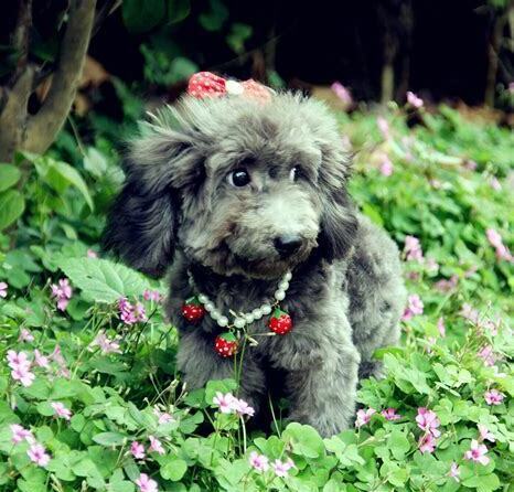 一个月的泰迪犬怎么养最好