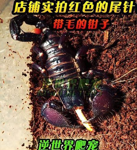 假帝王蝎怎么养
