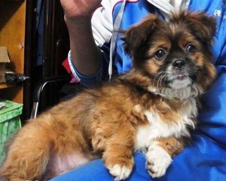 40天的幼犬怎么养