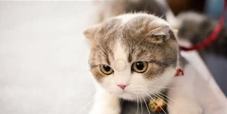 金猫怎么养
