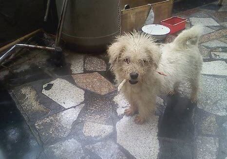 京巴串蝴蝶犬图片