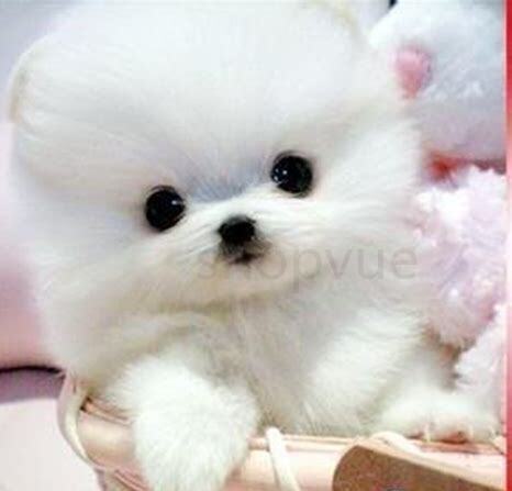 茶杯幼犬怎么养