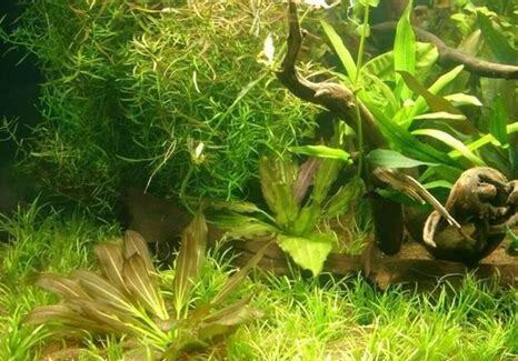 怎么养好水草缸
