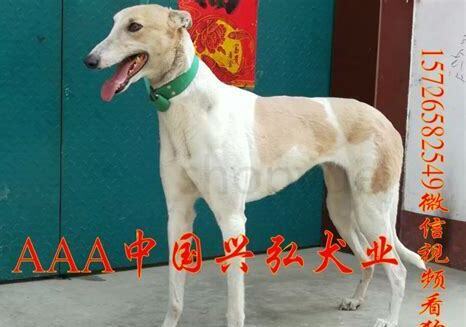 小灵缇怎么养 小灵缇怎么养